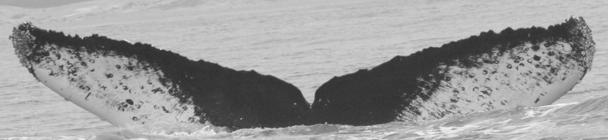 Fluke of CRC-10783