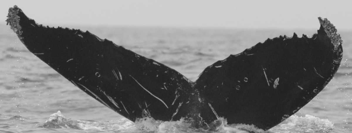 Fluke of CRC-11873