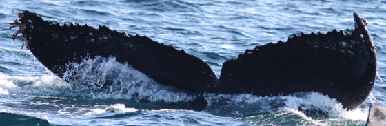 Fluke of CRC-15311