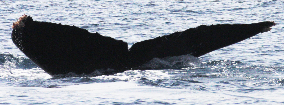 Fluke of CRC-13592