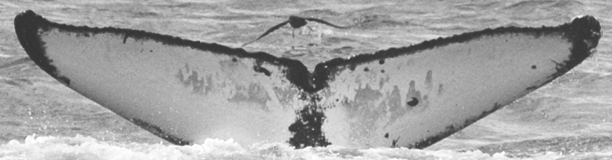 Fluke of SPLASH-570027