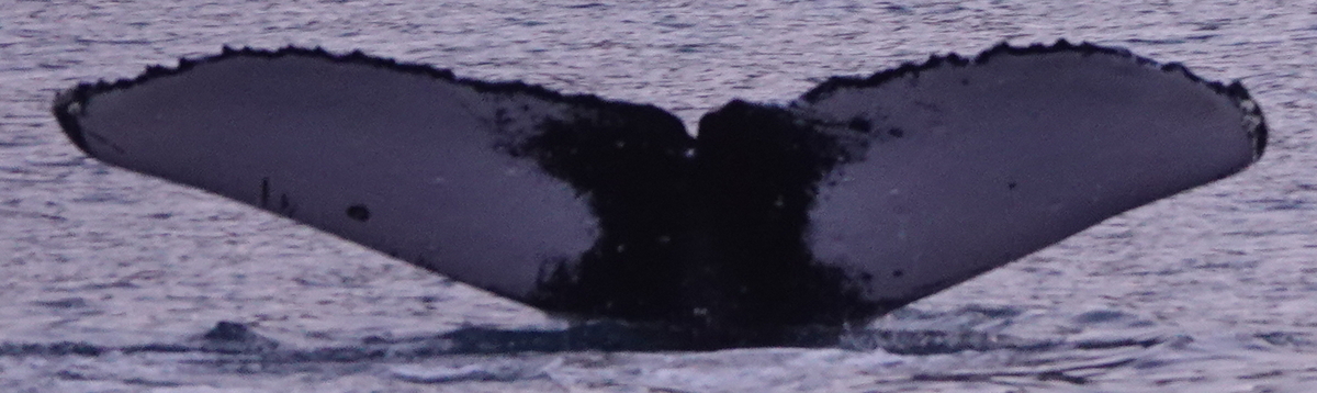 Fluke of SPLASH-472639