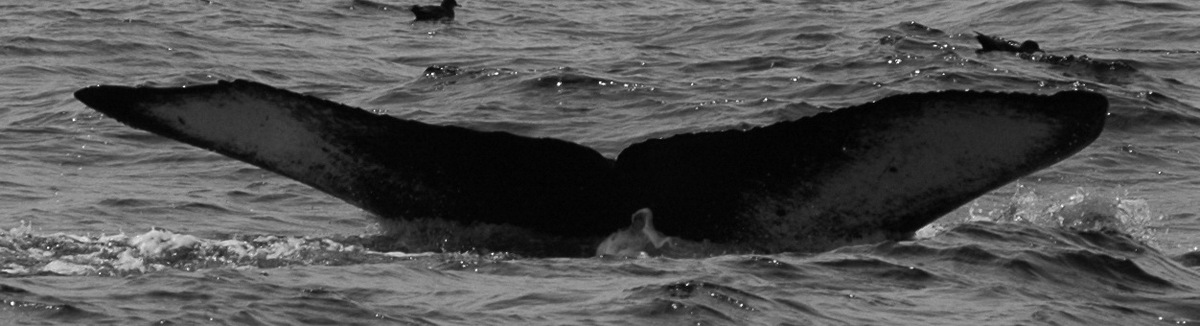 Fluke of SPLASH-470210