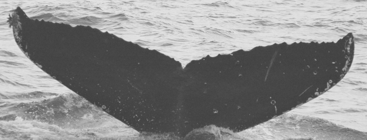 Fluke of SPLASH-570261