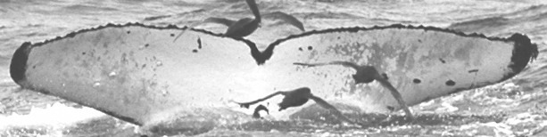 Fluke of SPLASH-570007