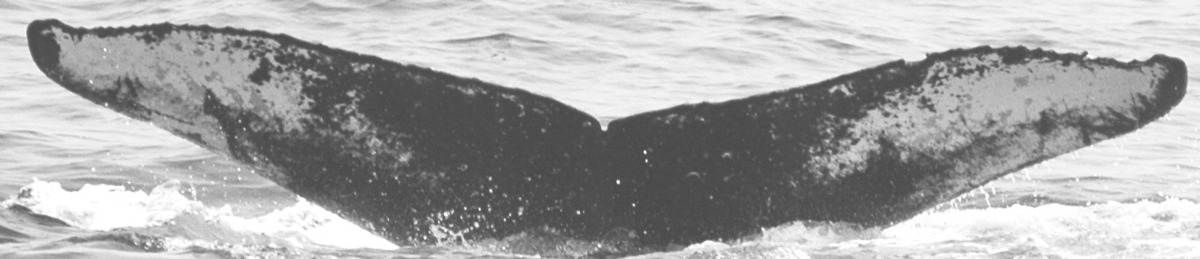 Fluke of SPLASH-570096