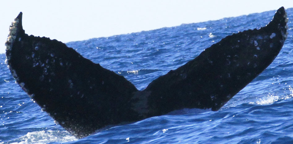 Fluke of CRC-16637