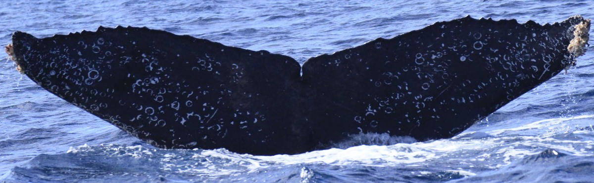 Fluke of Mokee (California)