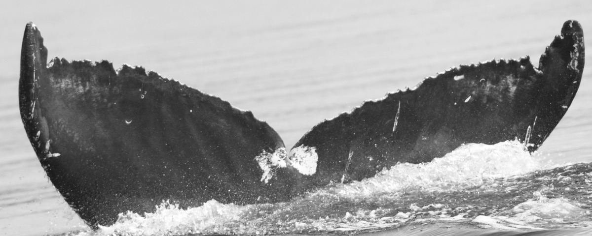 Fluke of SPLASH-574230