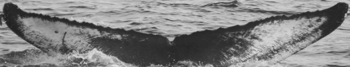 Fluke of SPLASH-470213