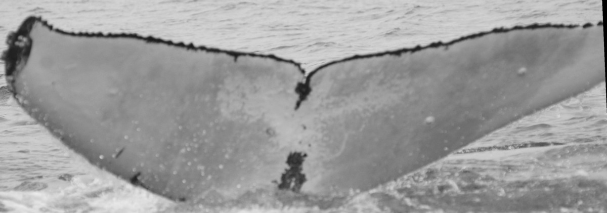 Fluke of SPLASH-570003