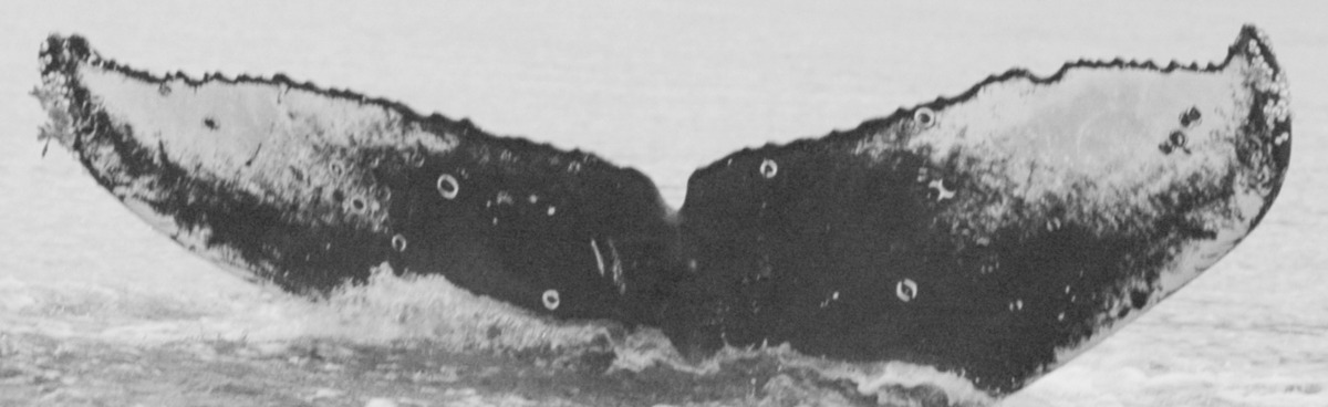Fluke of SPLASH-470356