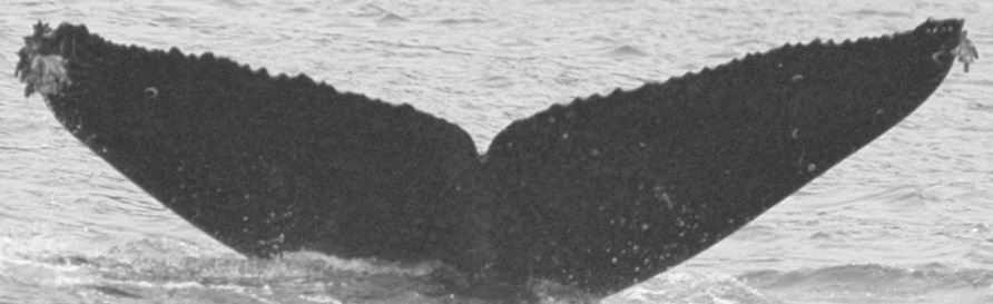Fluke of SPLASH-570239