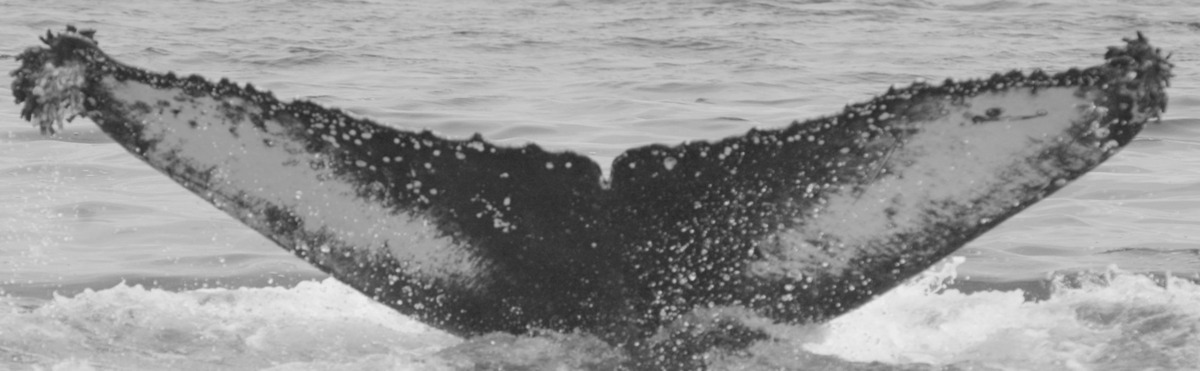 Fluke of Gemini (Hawaii)