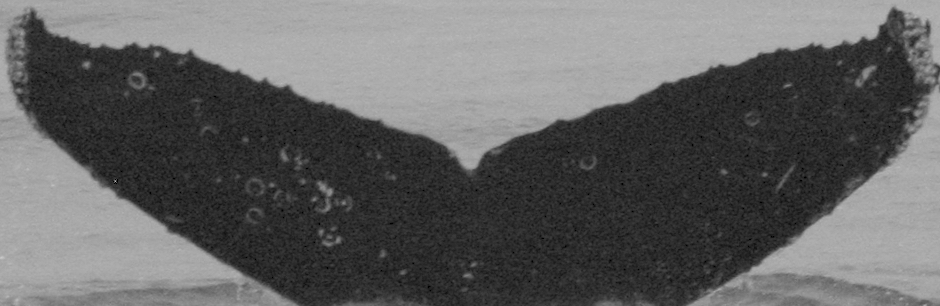 Fluke of CRC-11637