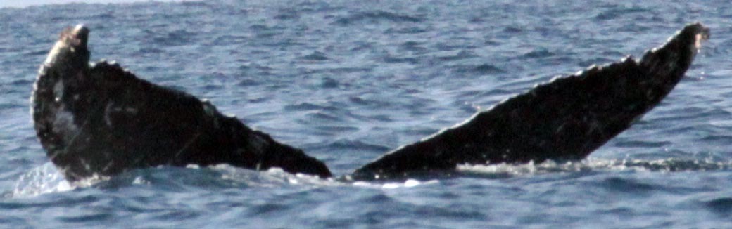 Fluke of CRC-16450