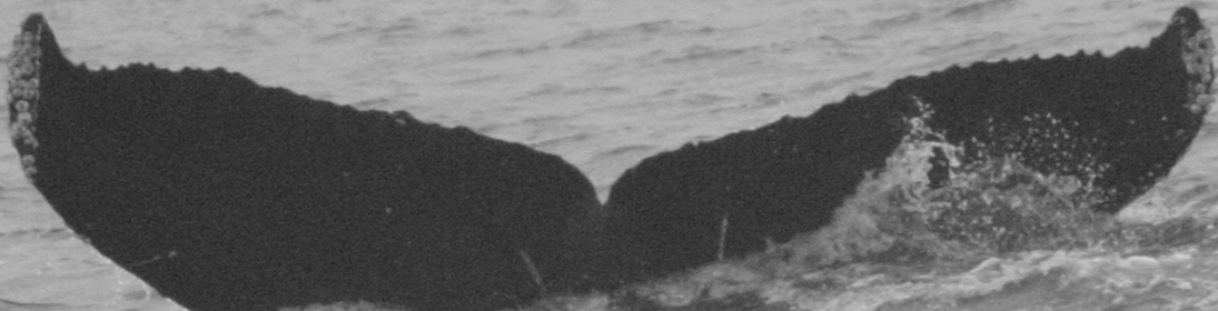 Fluke of FIBB-5BB1249
