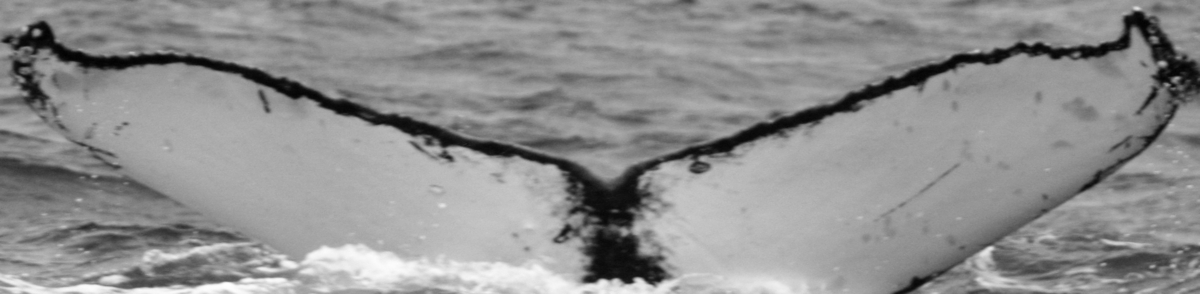 Fluke of SPLASH-470062