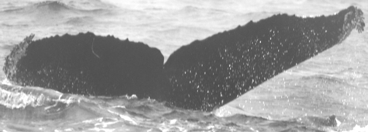 Fluke of CRC-15063