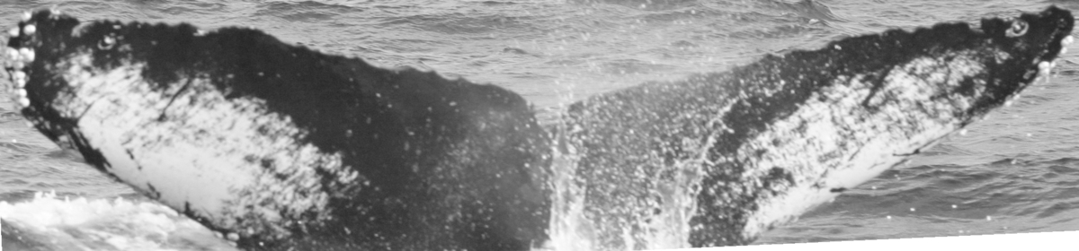 Fluke of SPLASH-470295