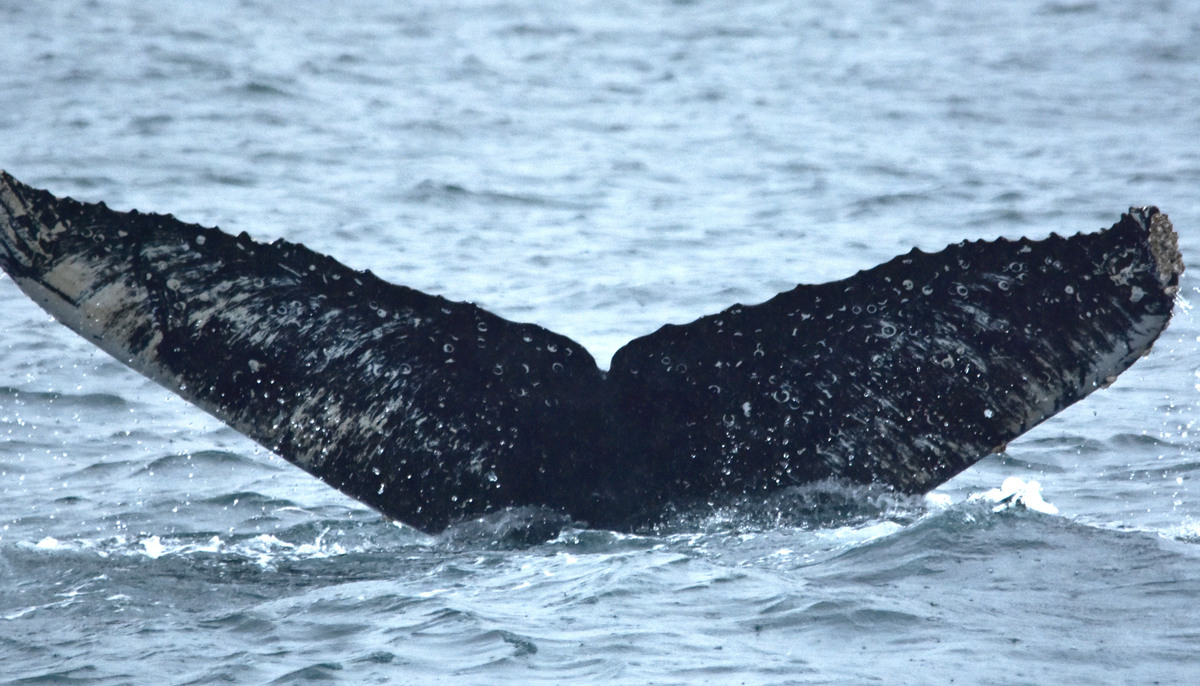 Fluke of Hemlock (Salish Sea)