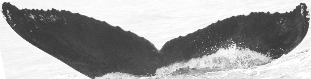 Fluke of SPLASH-470659