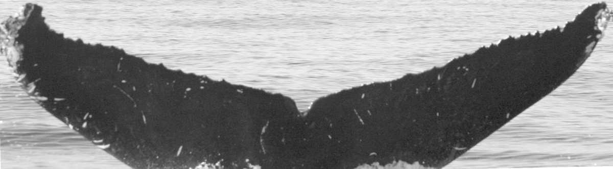 Fluke of SPLASH-470799