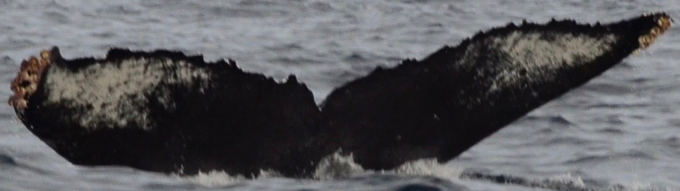 Fluke of CRC-10780