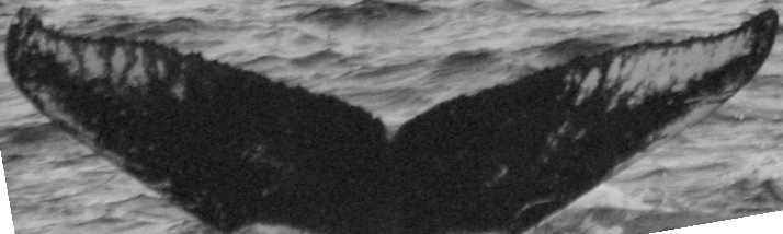 Fluke of SPLASH-470483