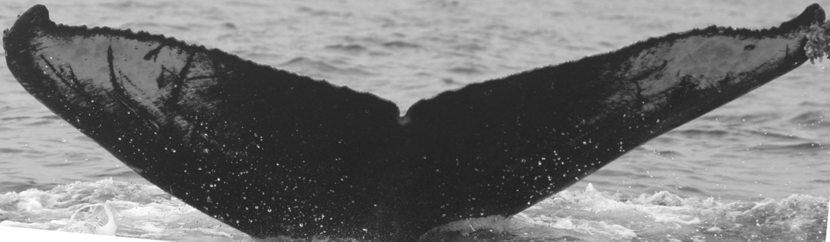 Fluke of SPLASH-470364
