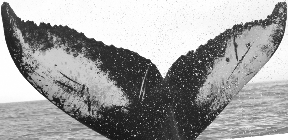 Fluke of Peace and Love Forever (WhaleFin)