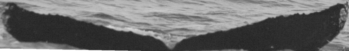 Fluke of SPLASH-470946