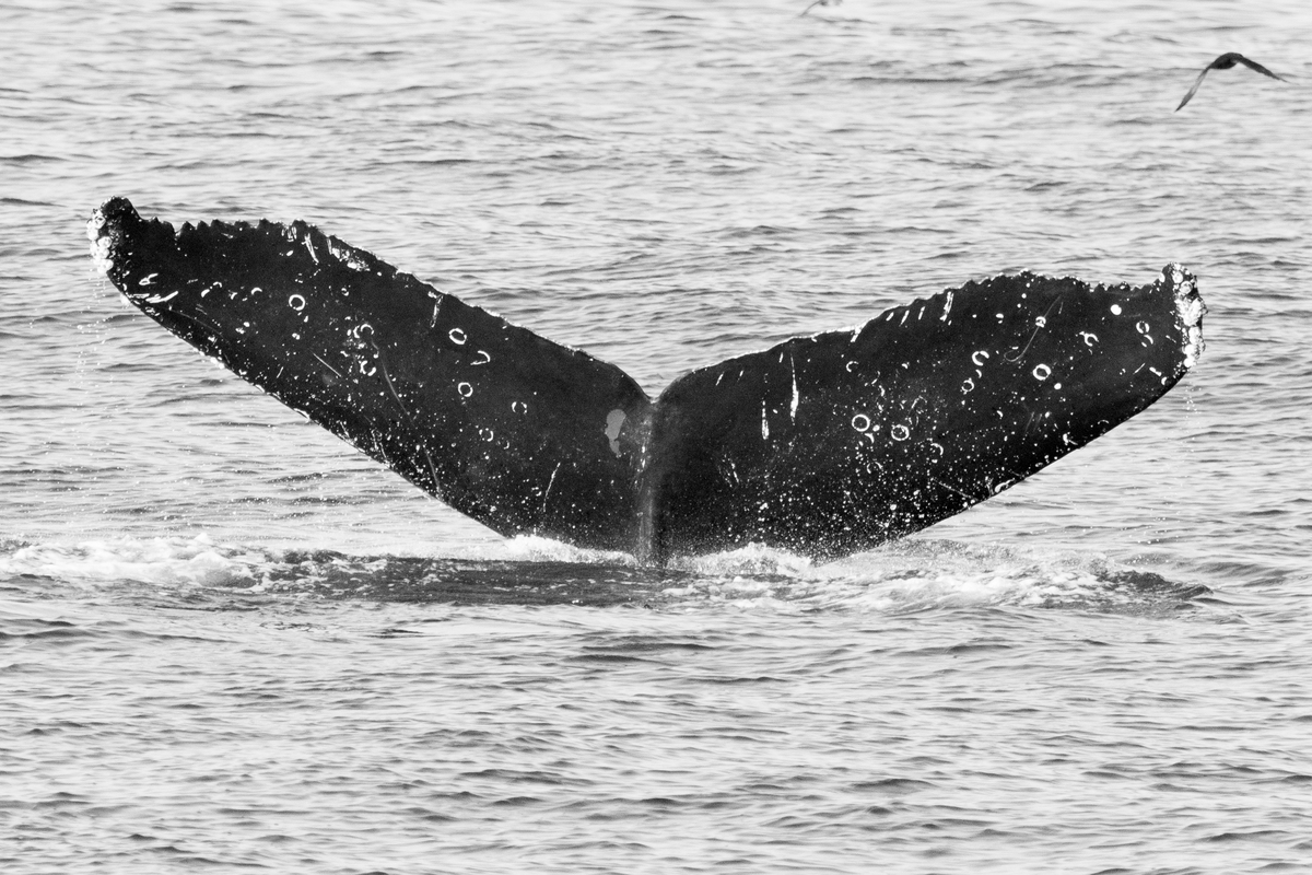 Fluke of CRC-16843