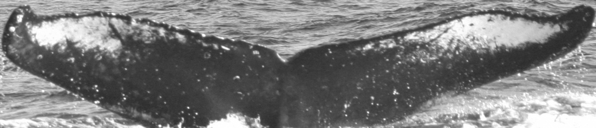 Fluke of SPLASH-470380