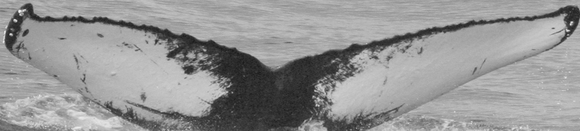Fluke of SPLASH-470132