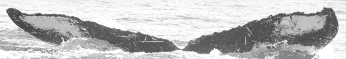 Fluke of SPLASH-430310