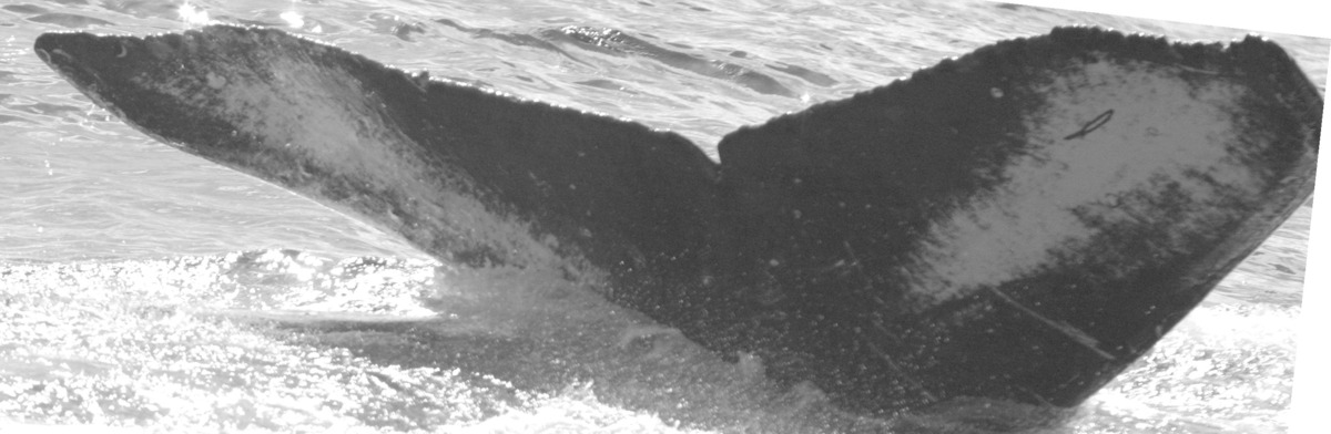 Fluke of SPLASH-430285