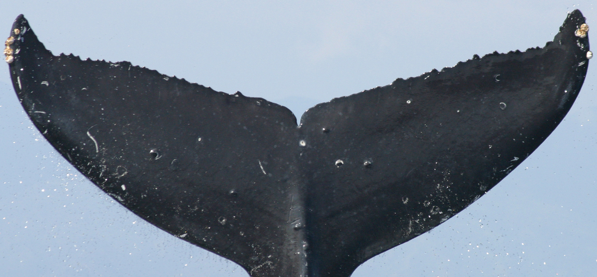 Fluke of CRC-19321