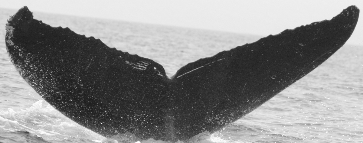 Fluke of SPLASH-530703