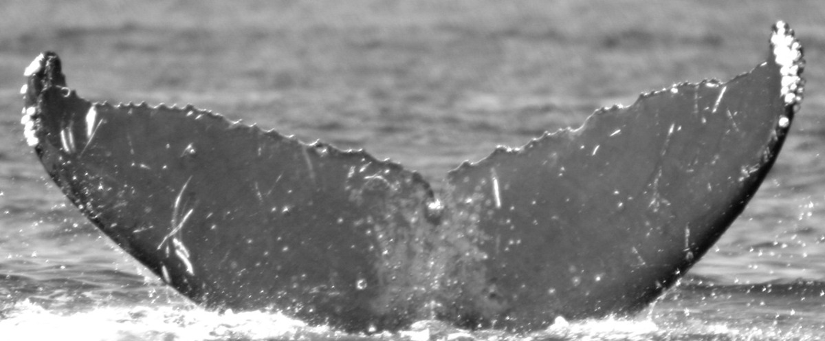 Fluke of Subluxation (FS)