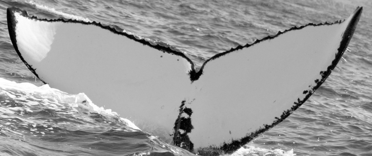Fluke of SPLASH-630028