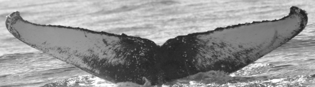 Fluke of SPLASH-470106