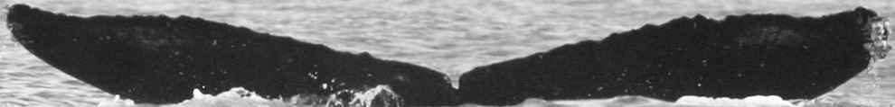 Fluke of SPLASH-530615