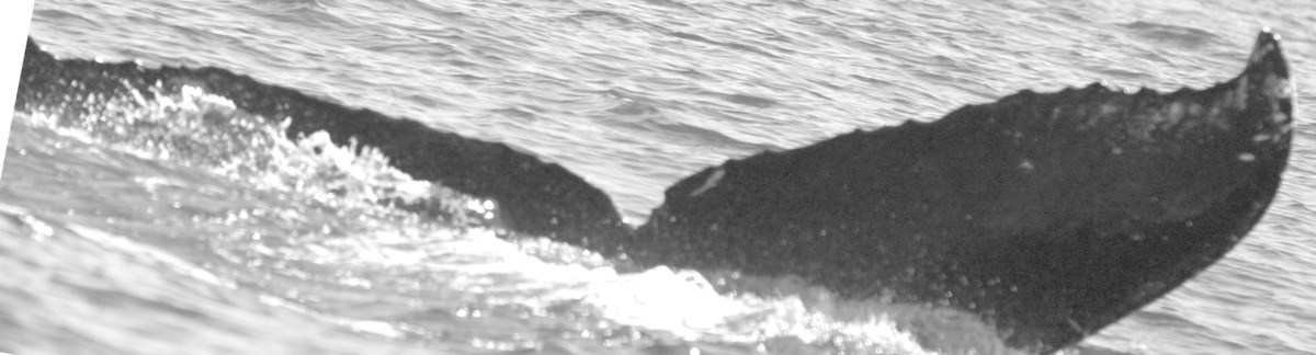 Fluke of SPLASH-430472