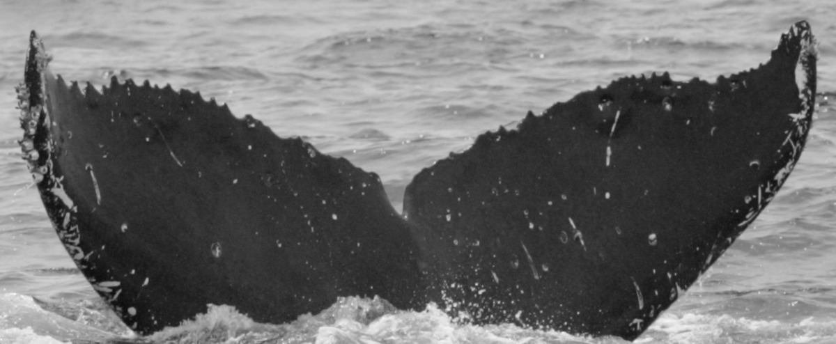 Fluke of SPLASH-630884
