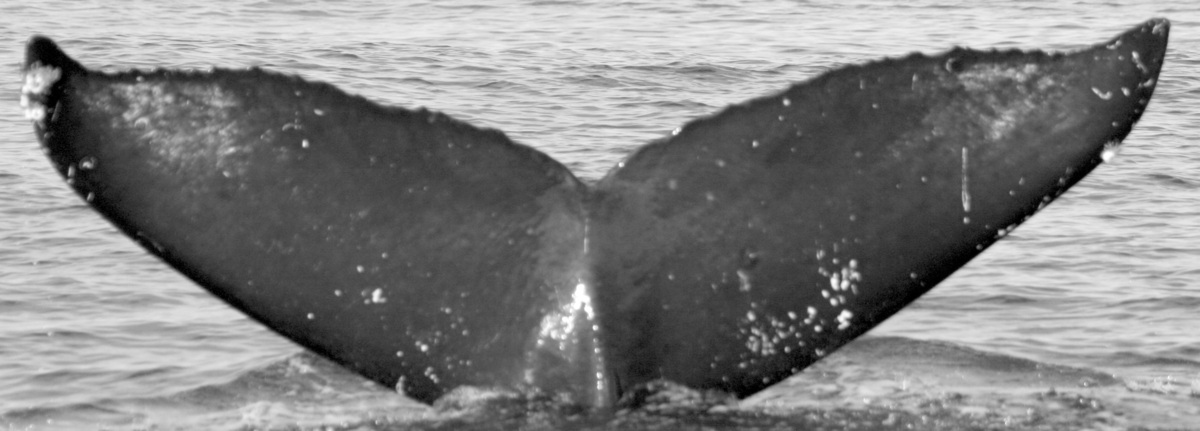 Fluke of SPLASH-630650