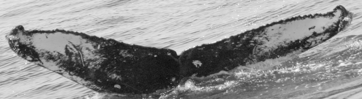 Fluke of SPLASH-631067