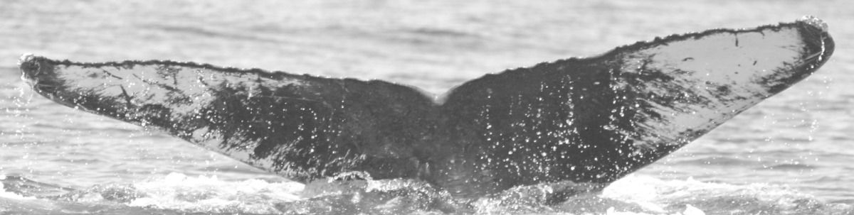 Fluke of SPLASH-430248