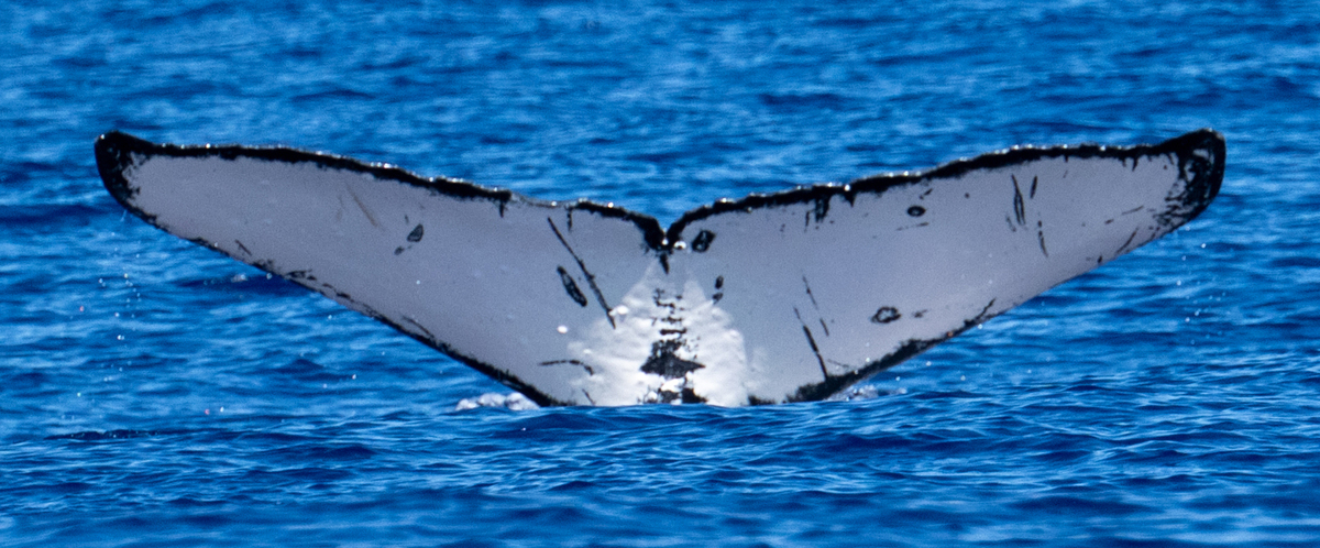 Fluke of EOTW-75_45