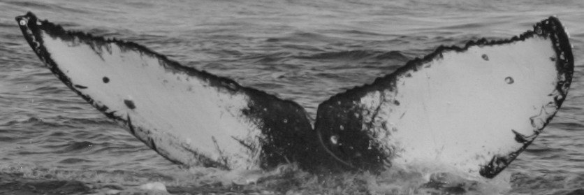 Fluke of HI20-0290